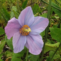 Meconopsis 'Great Glen'